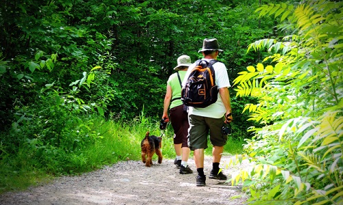 La gratuité pour les animaux en terrain de camping