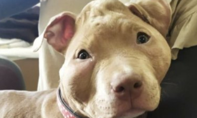 Pour une condamnation exemplaire de Rop et Rocka FrenchRapQueen, tortionnaires du chiot de 4 mois !