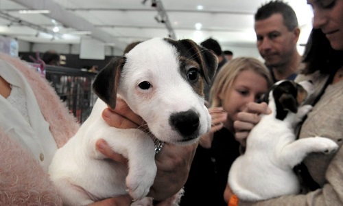 Interdiction de vente de chiots et chiens sur les salons, foires et marchés.
