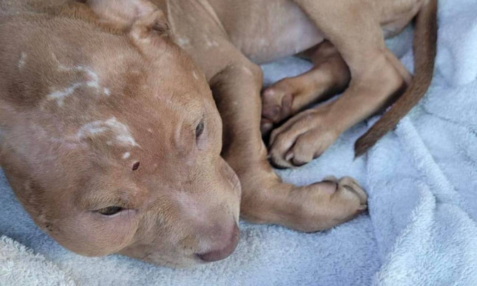 Justice pour Hope, 4 mois , victime d'actes de Barbarie