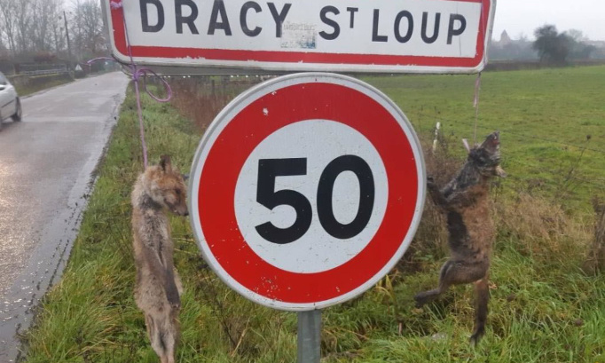 Justice pour les renards retrouvés pendus !