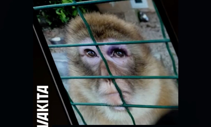 Pour que le dresseur et auteur de maltraitance Pierre Cadéac soit jugé !