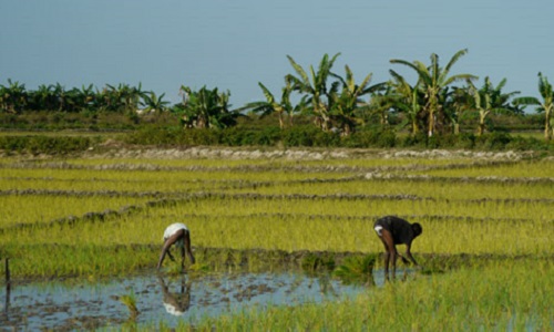 Donner la priorité à l'Agriculture dans le budget rectificatif