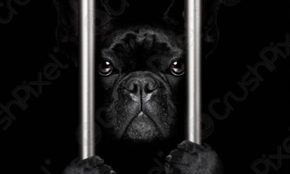 Stop aux salons du chiot !