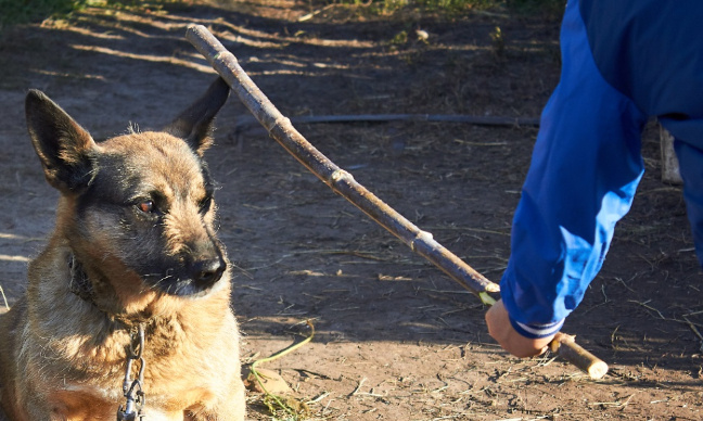 Maltraitance animale : stop à la barbarie sur nos animaux