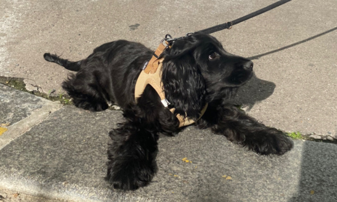 Un parc à chiens dans le 9ème arrondissement de Paris