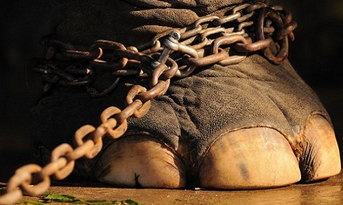 Interdiction des cirques avec animaux