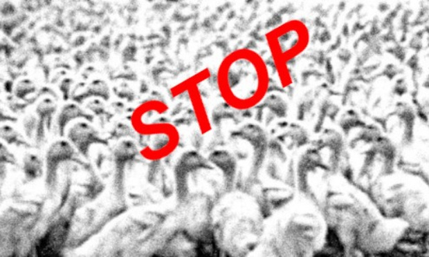 Non aux 'élevages' industriels de canards !