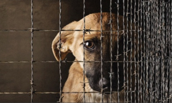 Pour de vraies punitions envers la maltraitance animale !