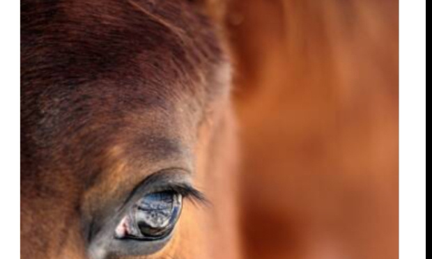 Pour interdire le martyr des juments de sang !