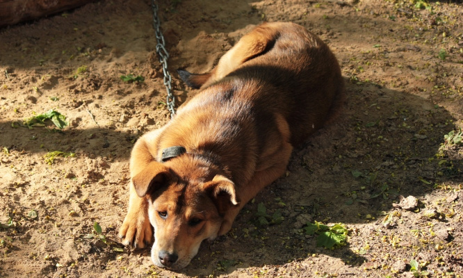 Mobilisons-nous contre la maltraitance de tous les animaux !