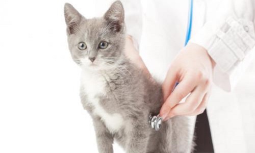 L'ouverture du dispensaire de Lille