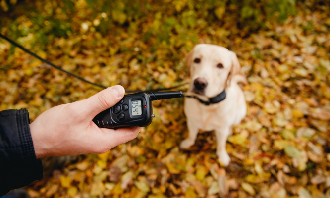 Pour l'interdiction des colliers de dressage pour chiens !