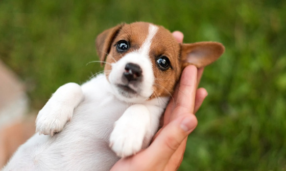 Justice exemplaire pour le chiot de 6 mois retrouvé mort sur un balcon à Grasse (06)