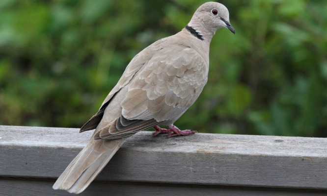 Sauvons la tourterelle coincée dans le Carrefour de Trans-en-Provence !