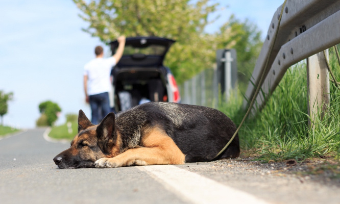 Pour des lois plus sévères contre les abandons des animaux et les achats compulsifs !