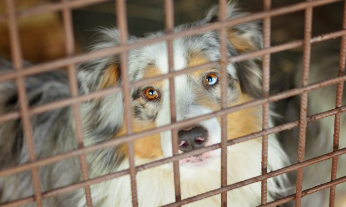 Interdisons le salon du chiot à Dunkerque !