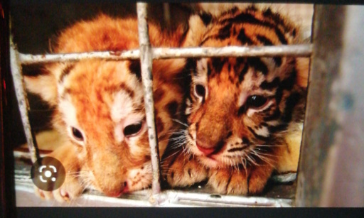 Mettons fin aux cirques avec des animaux !