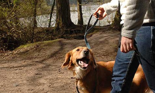 La mobilisation pour les chiens volés à Levallois-Perret