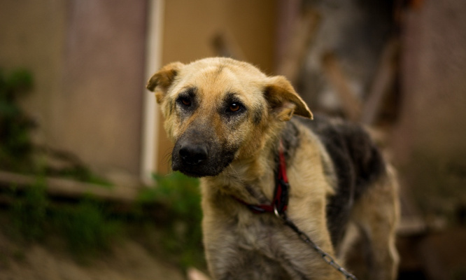Pour que les juges condamnent et appliquent enfin, les peines maximales existantes aux bourreaux des animaux !
