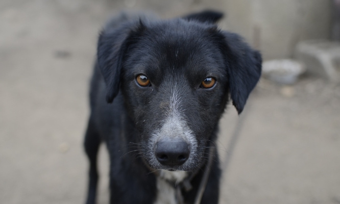 Bien être animal : pas de maltraitance plus d'abandons !