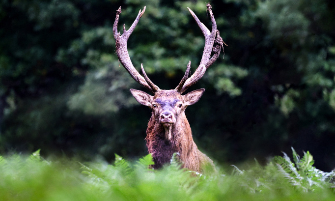 Non à l'abattage des 150 à 180 cerfs, biches et faons en forêt domaniale de Mormal