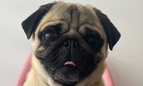 Pour des des contrôles ponctuels chez les détenteurs d’animaux domestiques