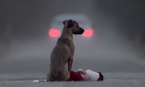 Ne pas faire mal aux bêtes!