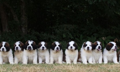 Pour continuer à faire mon élevage