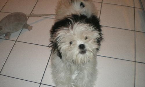 Pour la réabilitation des chiens dans les parcs