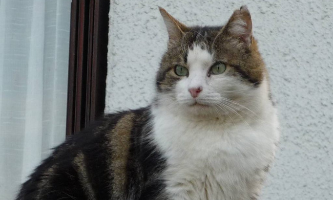 Urgent : Il faut prendre en charge l'errance Féline à Champigny !