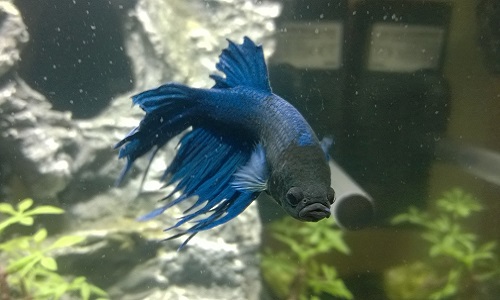 Stoppons la maltraitance des poissons combattants par Botanic