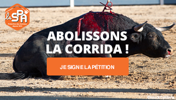 La souffrance animale n'est pas un spectacle : Abolissons la corrida !