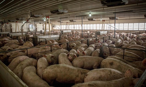 Retrait du permis de construire d'une mega porcherie à Heuringhem !