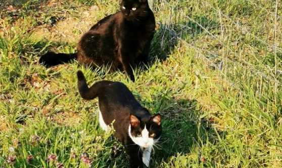 S'il vous plaît, aidez Nenette à rentrer à la maison !