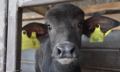 L'intervention des Rois et des Présidents afin d'abolir cette souffrance animale