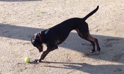 Espaces verts, zones de liberté canine en ville