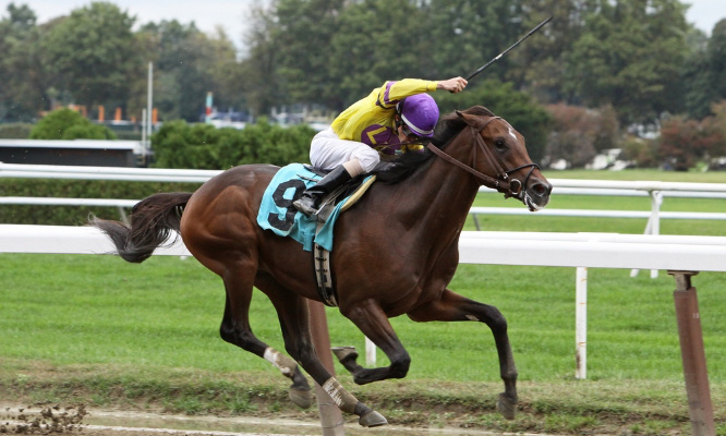 Maltraitance animale : Stop aux courses hippiques !