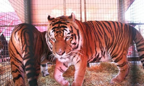 Interdiction des cirques avec animaux dans toute l'agglomération de Brive