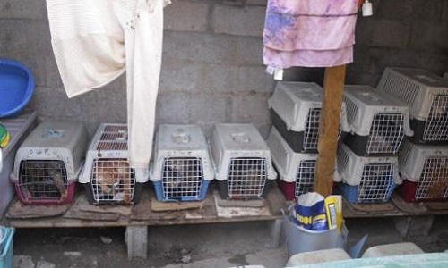 STOP aux chats dans les cirques !