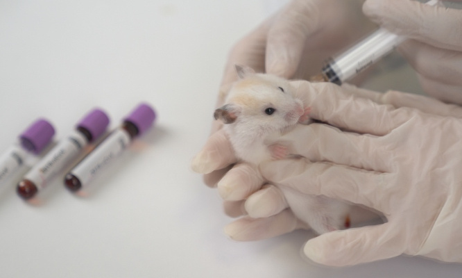 Stop aux experimentations animales, d'autres méthodes existent !