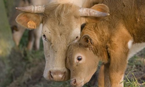 Le respect des animaux