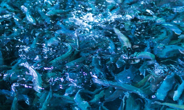 Élevage intensif : Non aux projets d'usines à saumon !