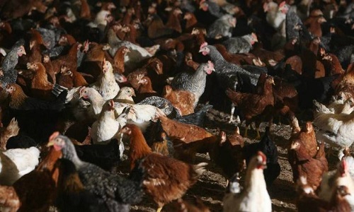 Monsieur le Ministre, assez d'élevages industriels !