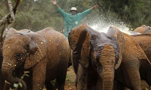 Répression accrue contre les braconniers tueurs d'éléphants.