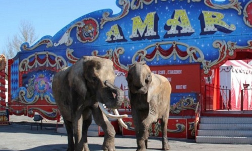Non aux cirques avec animaux sauvages sur la commune de Rodez