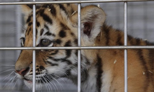 Non aux spectacles de dressage d'animaux sauvages. Respectons les animaux!