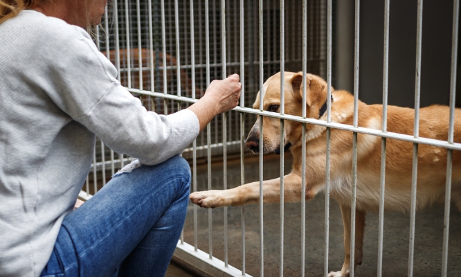 Pour la mise en place d'un certificat d'aptitude pour l'adoption d'animaux