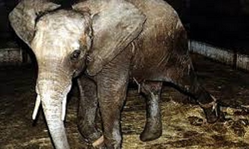 Pour la fin des cirques avec animaux à Toulouse