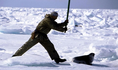 Honte au Canada pour les tueries de phoques !